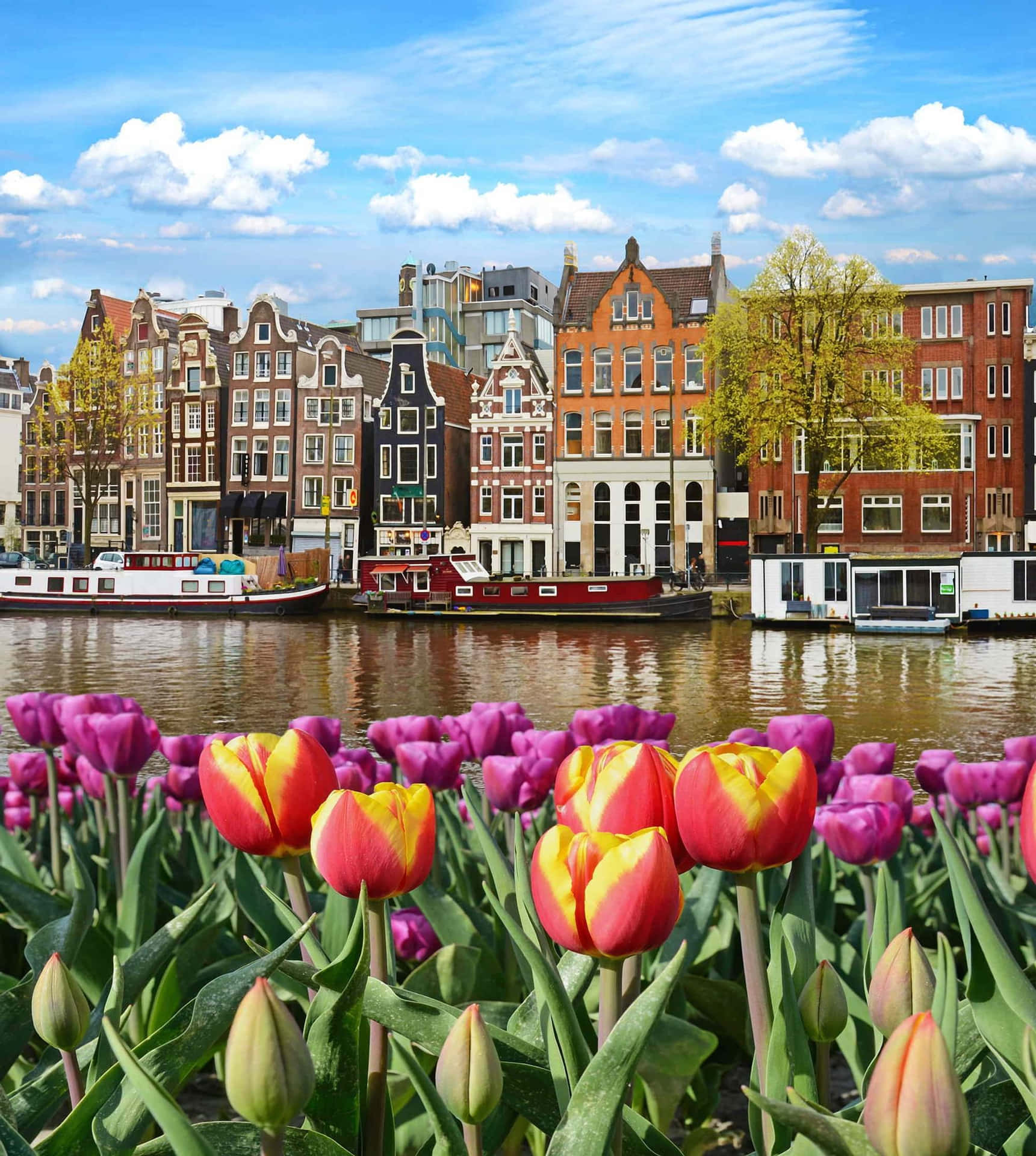 A scene resting on the waters of Amsterdam in springtime Wallpaper