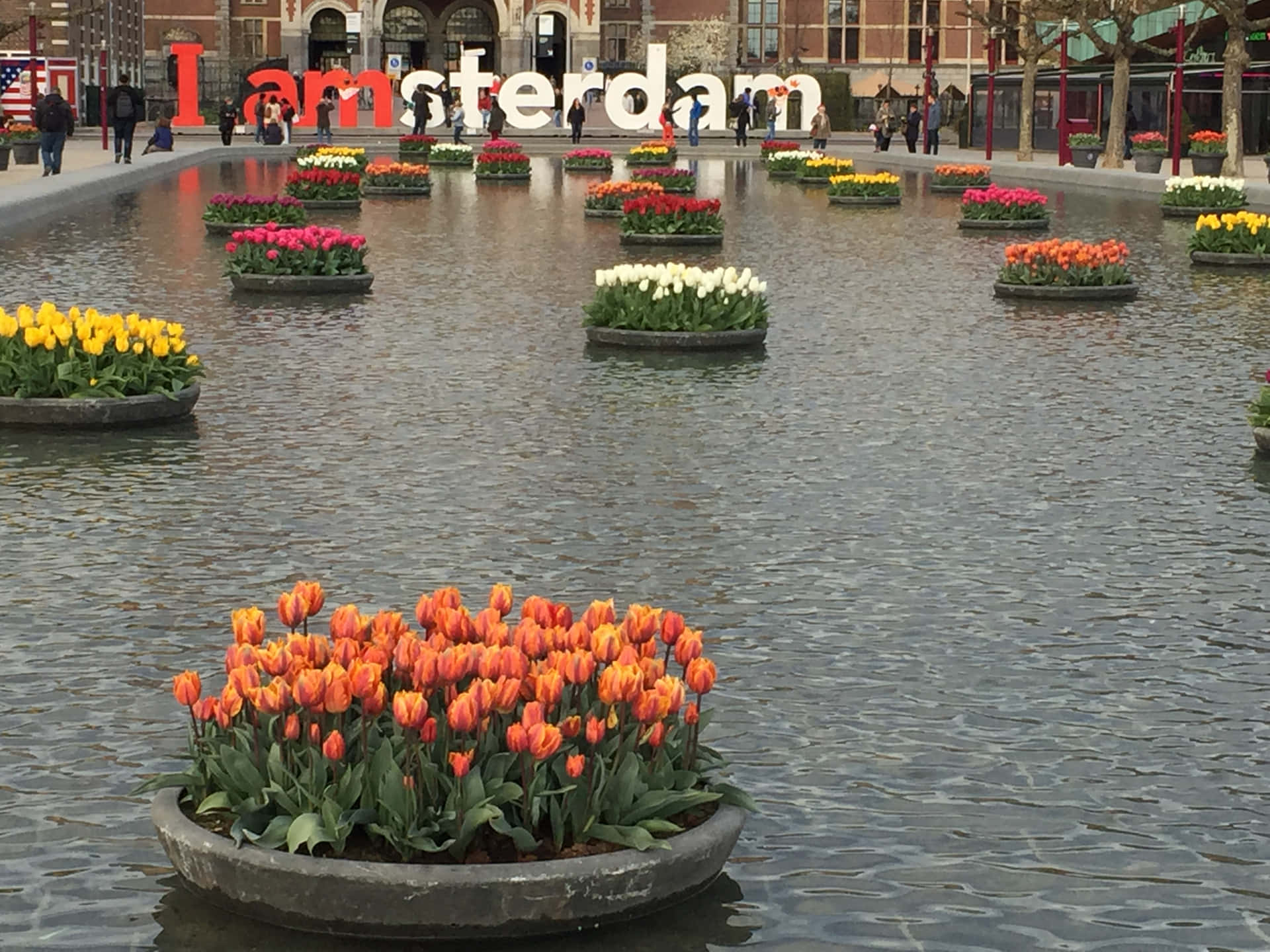 Fresh tulips and vibrant colors illuminate Amsterdam in the springtime. Wallpaper