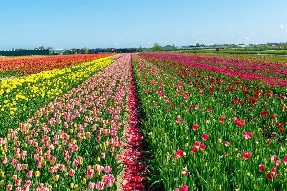 Tulip Fields In The Netherlands Wallpaper