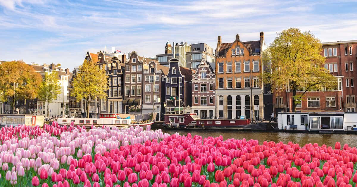 Enjoy the colors of spring in Amsterdam. Wallpaper