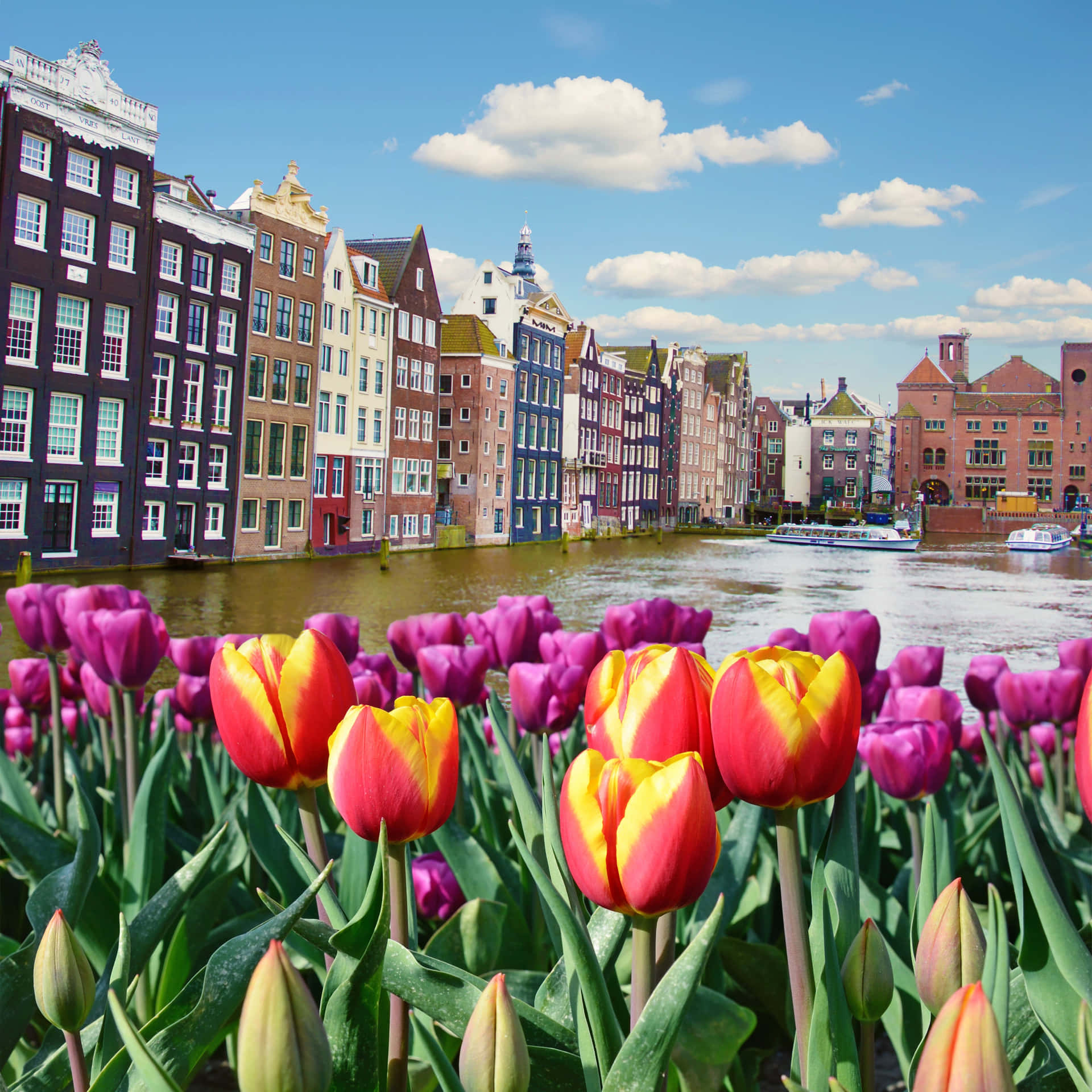 A City With Buildings And Tulips Wallpaper