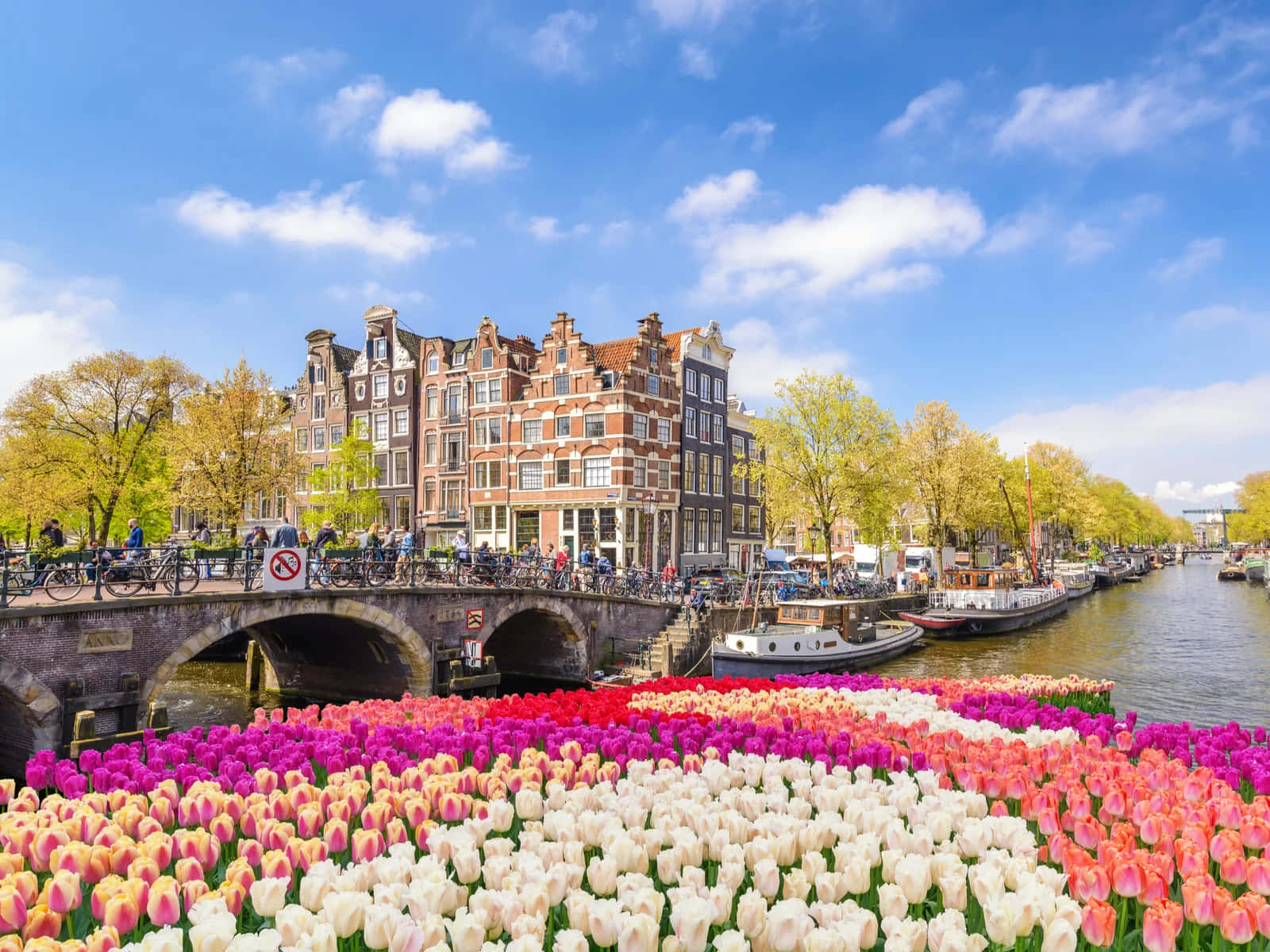 A stunning view of Amsterdam during the blooming of its tulip fields in the spring. Wallpaper