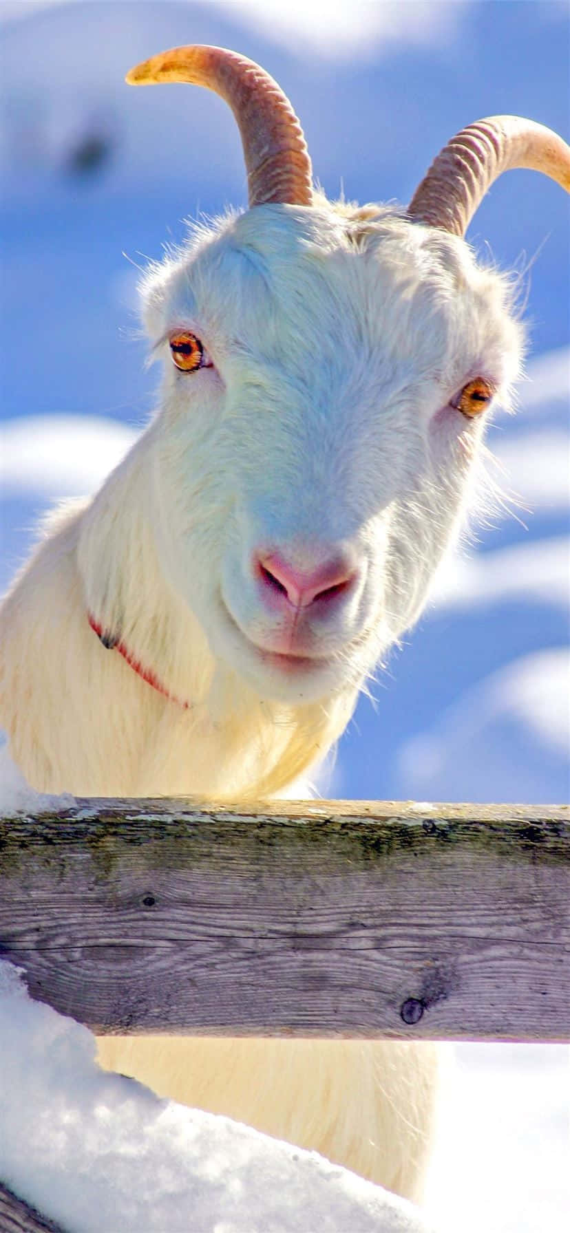 Chèvre Amusée Dans La Neige Fond d'écran