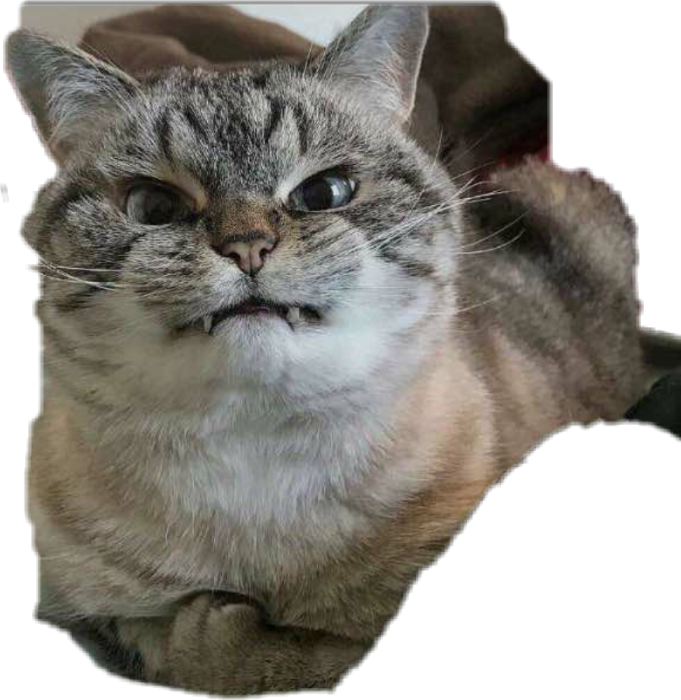 Amused Tabby Cat Funny Expression PNG