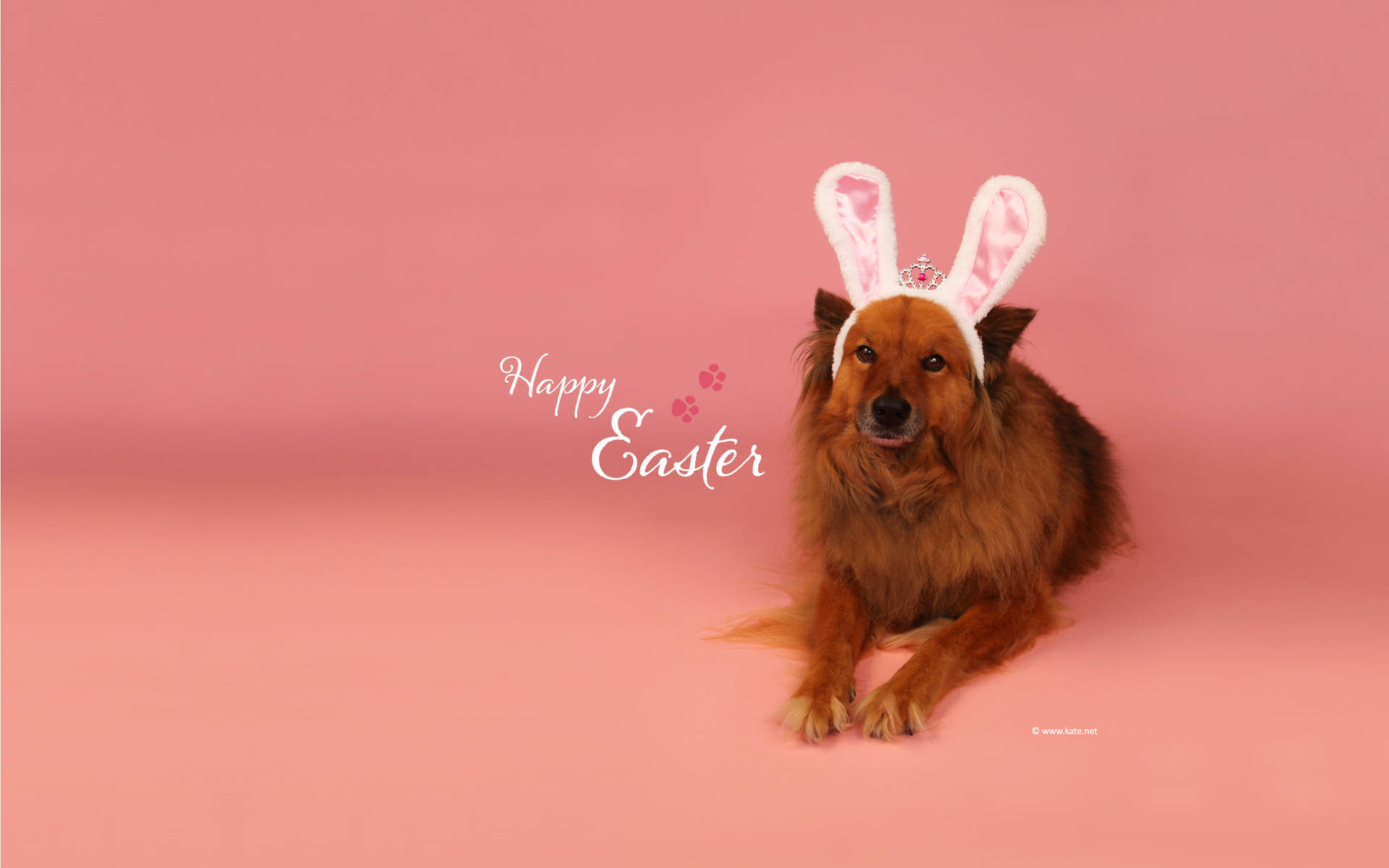 Amusing Easter Desktop Background