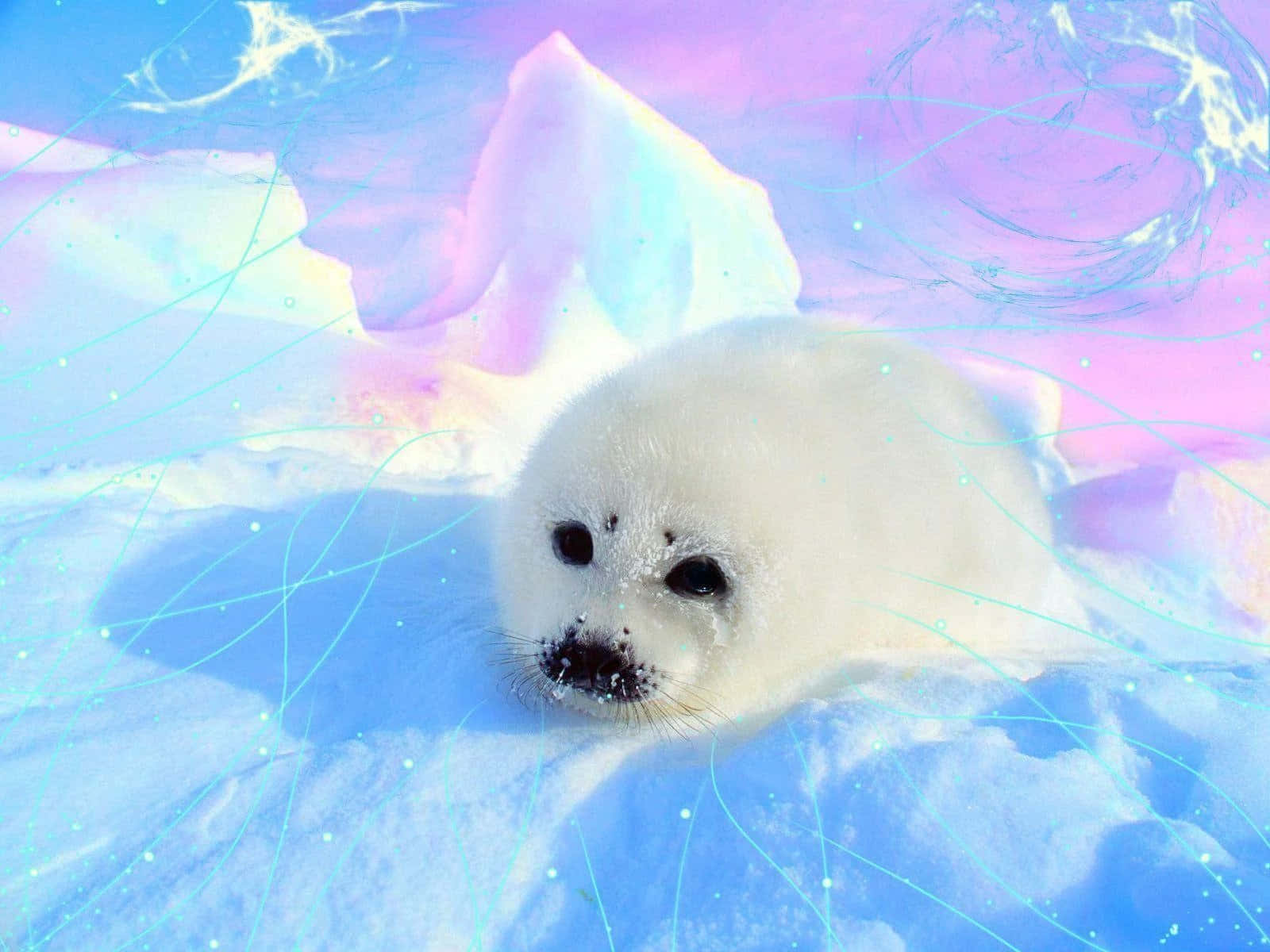 An Adorable Seal Lounging On Ice Wallpaper