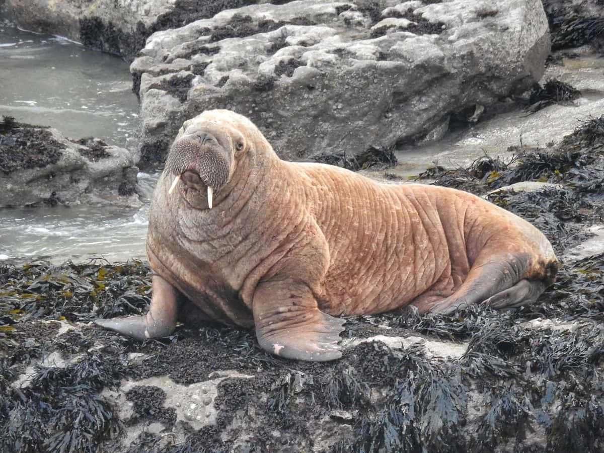 An Adult Walrus Sitting On An Ice Floe In The Arctic Wallpaper