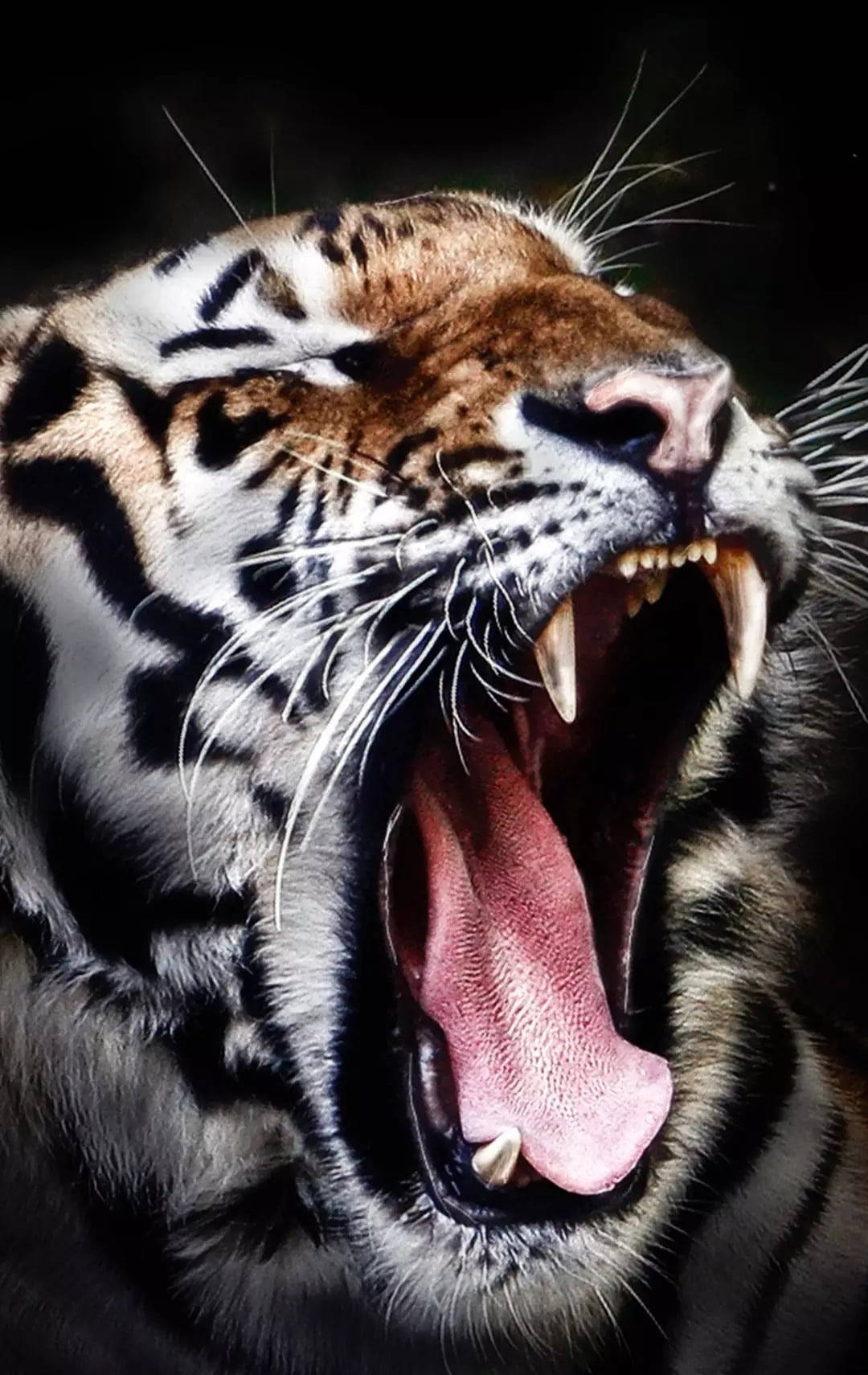 An Angry Roaring Black Tiger Wallpaper