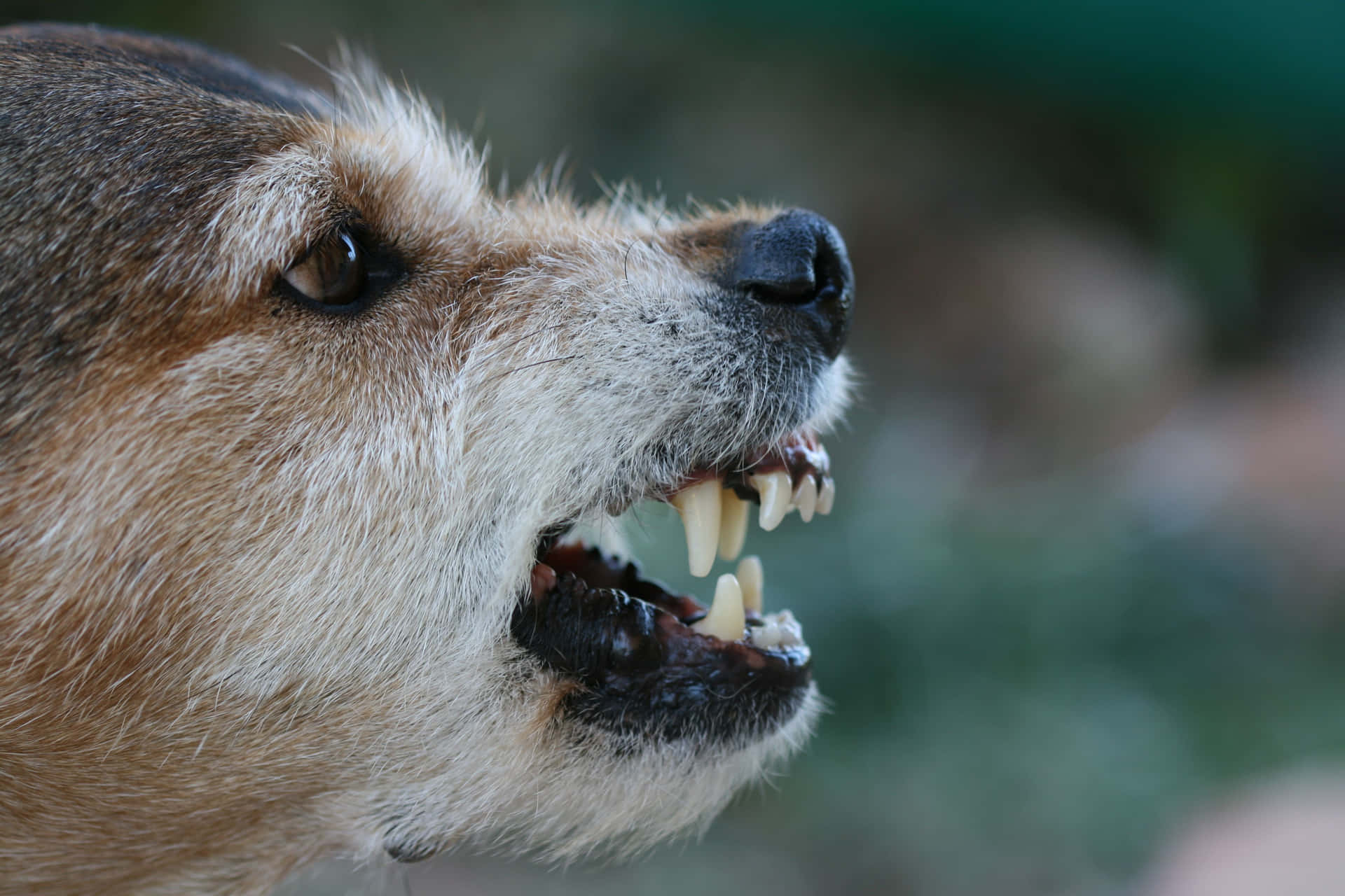 An Anguished Canine Showing Aggressiveness Wallpaper