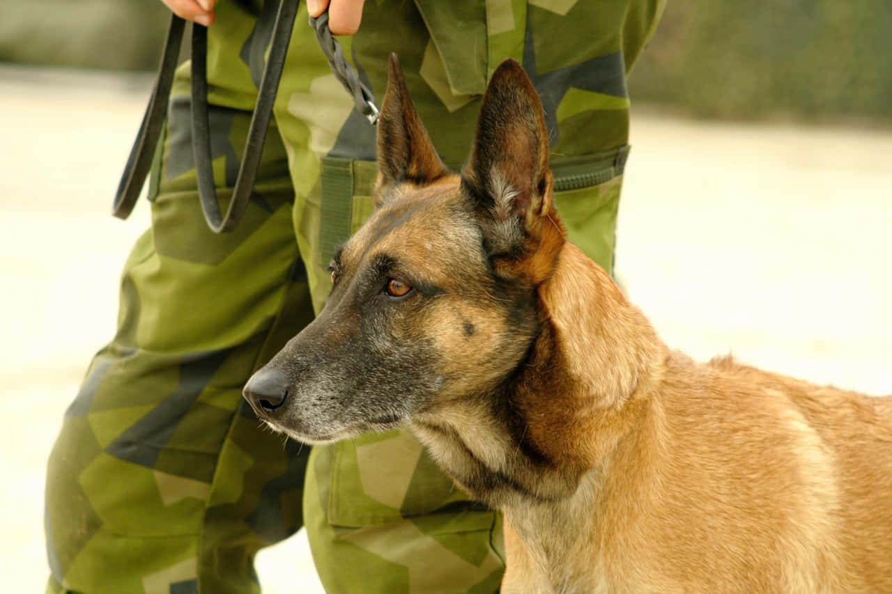 An Army Dog Standing Dutifully In A Field. Wallpaper