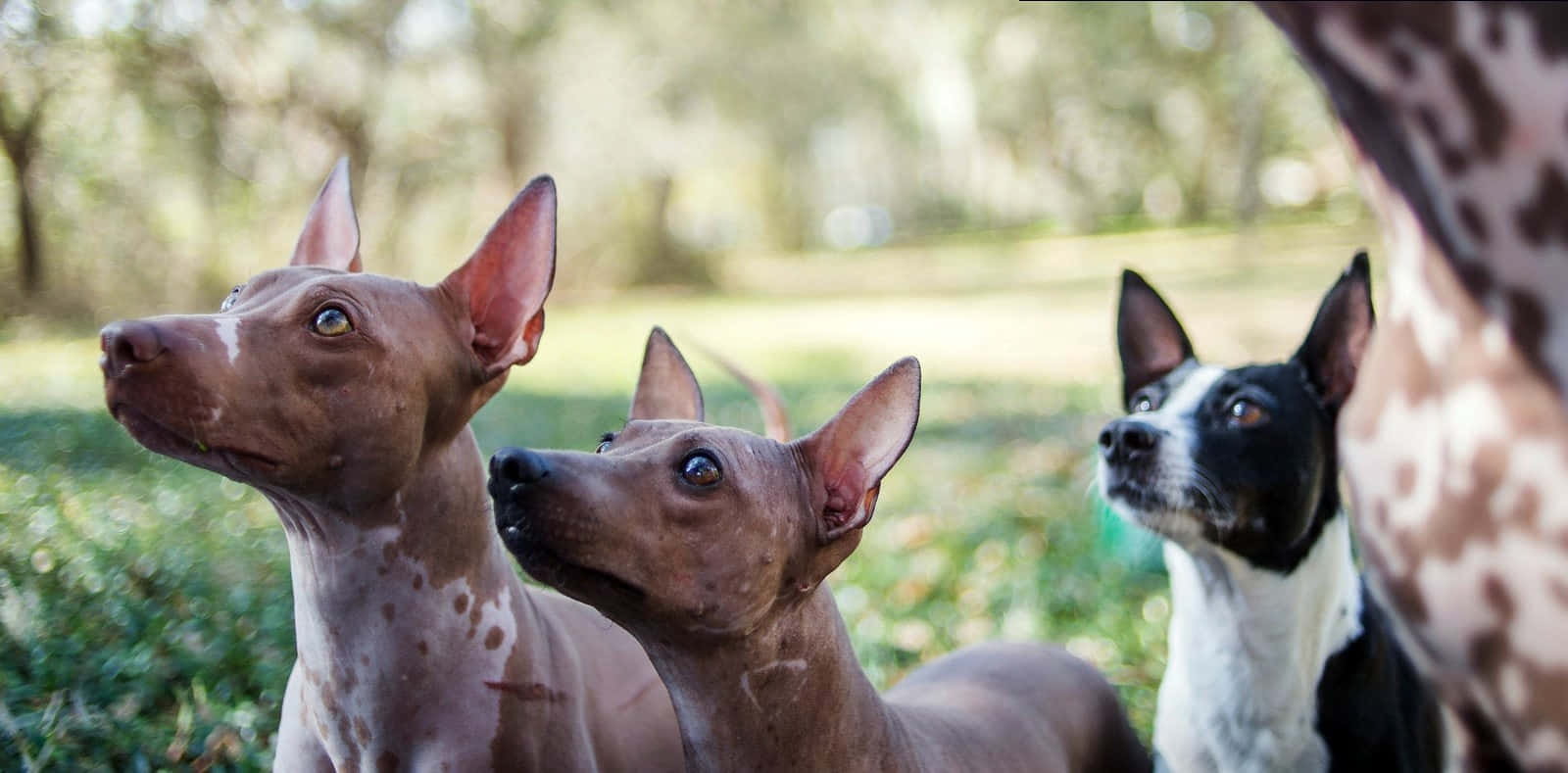 An Elegant Hairless Dog In Its Majestic Pose Wallpaper