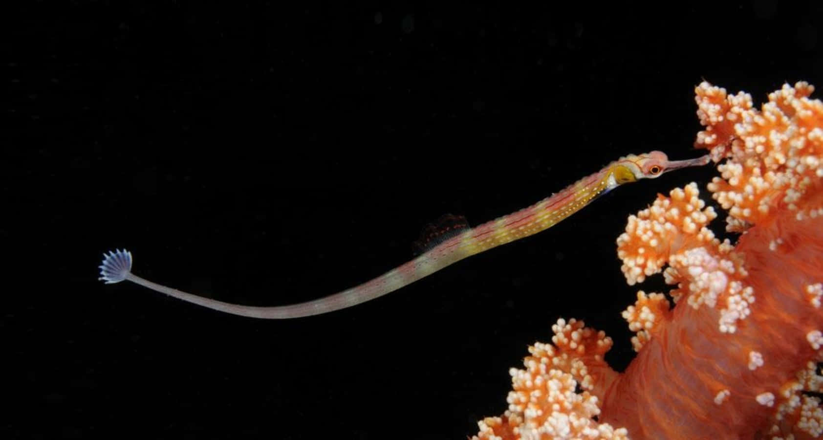 An Elegant Pipefish Swimming In The Vibrant Underwater World Wallpaper