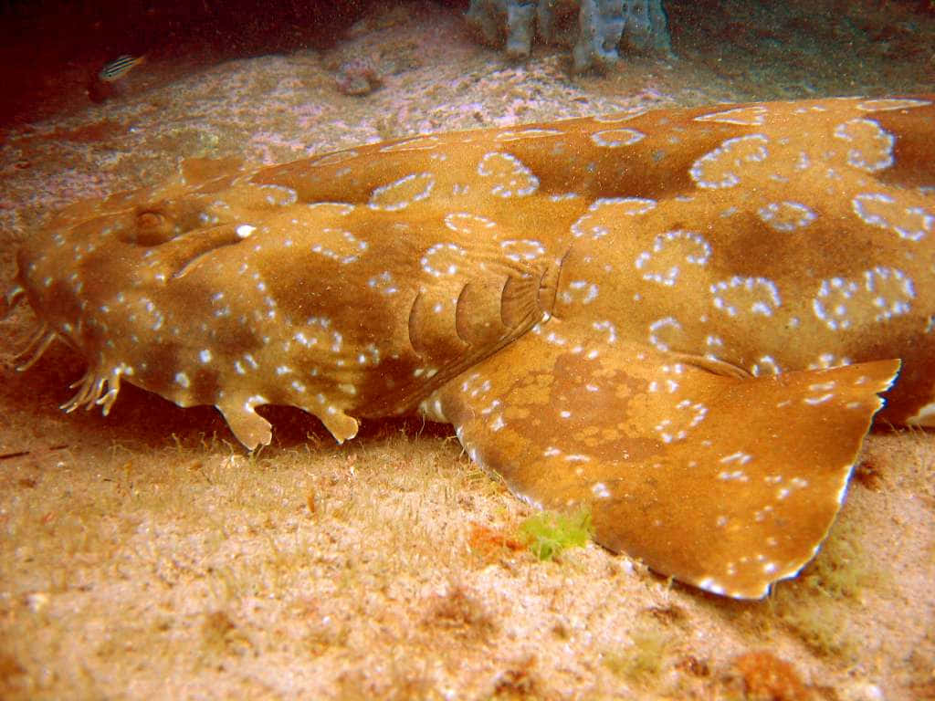 An Elusive Wobbegong Shark Hiding In The Ocean's Colorful Corals. Wallpaper