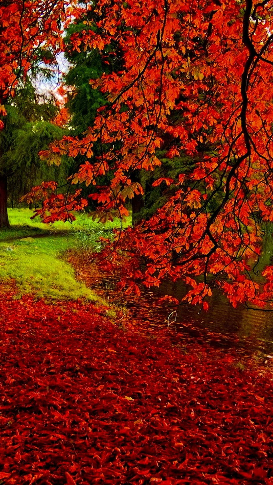 An Enchanting View Of Autumn Foliage