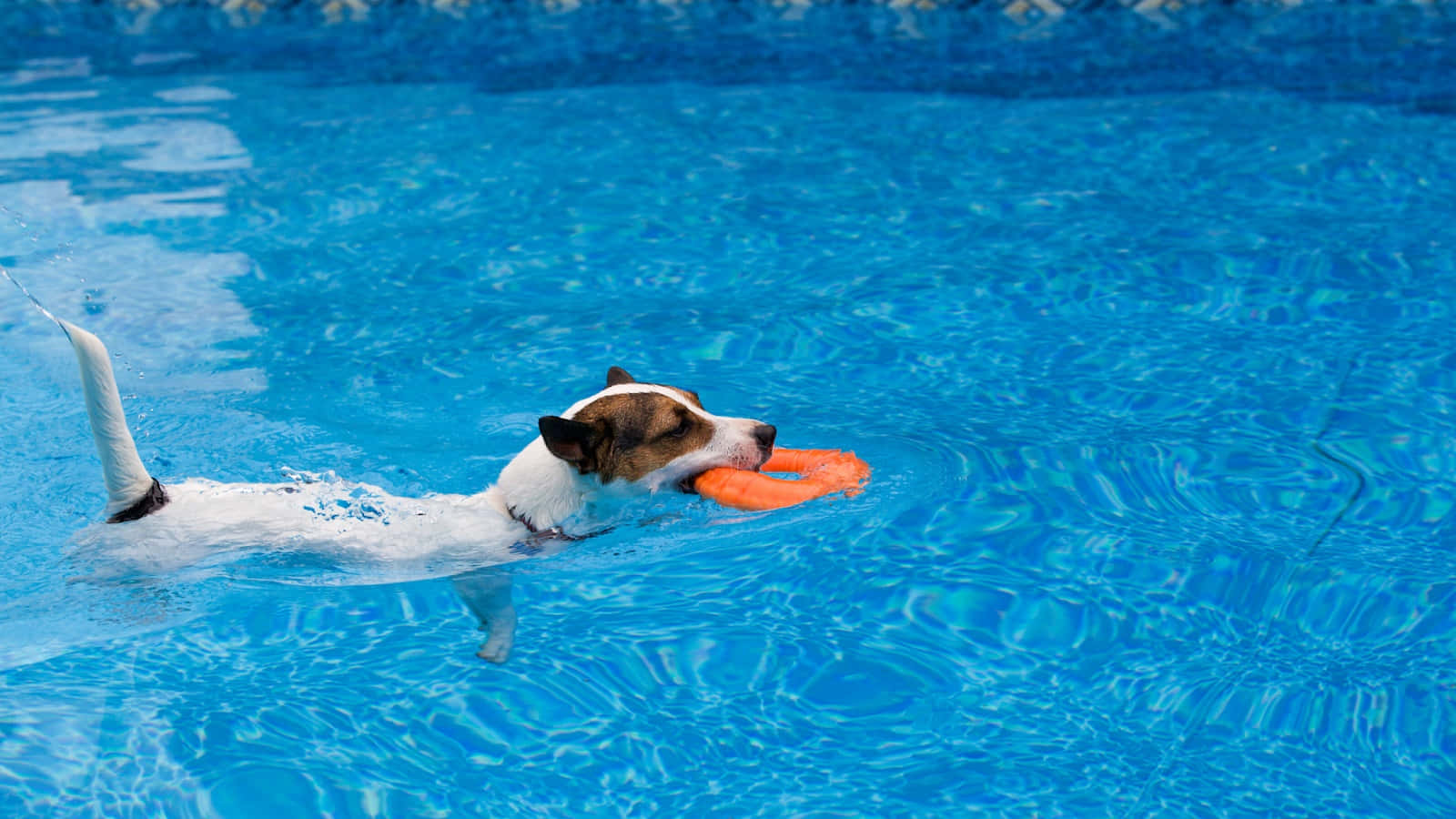 An Energetic Dog Enjoying A Swim Wallpaper