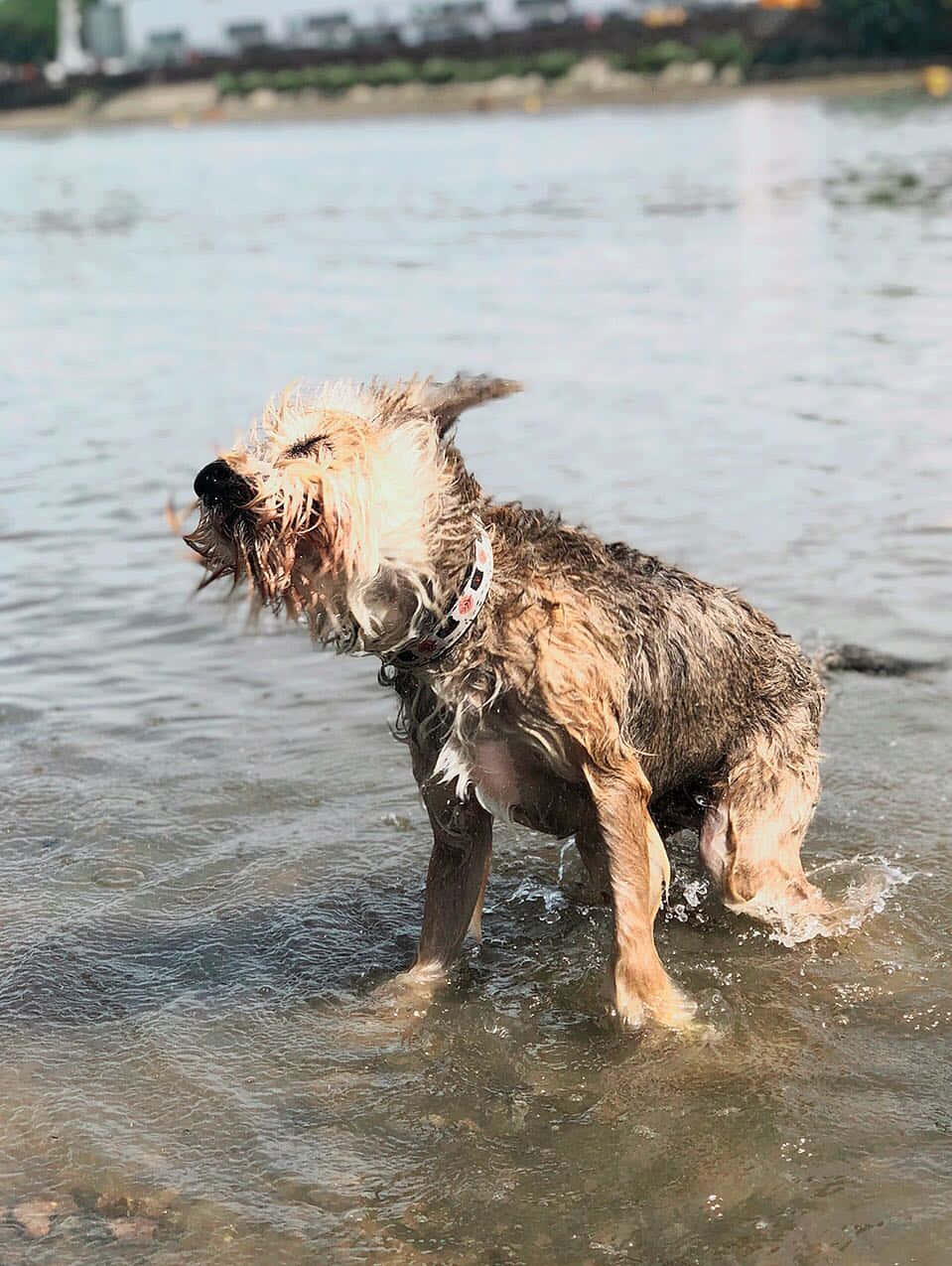 An Energetic Dog Enjoys A Refreshing Swim Wallpaper