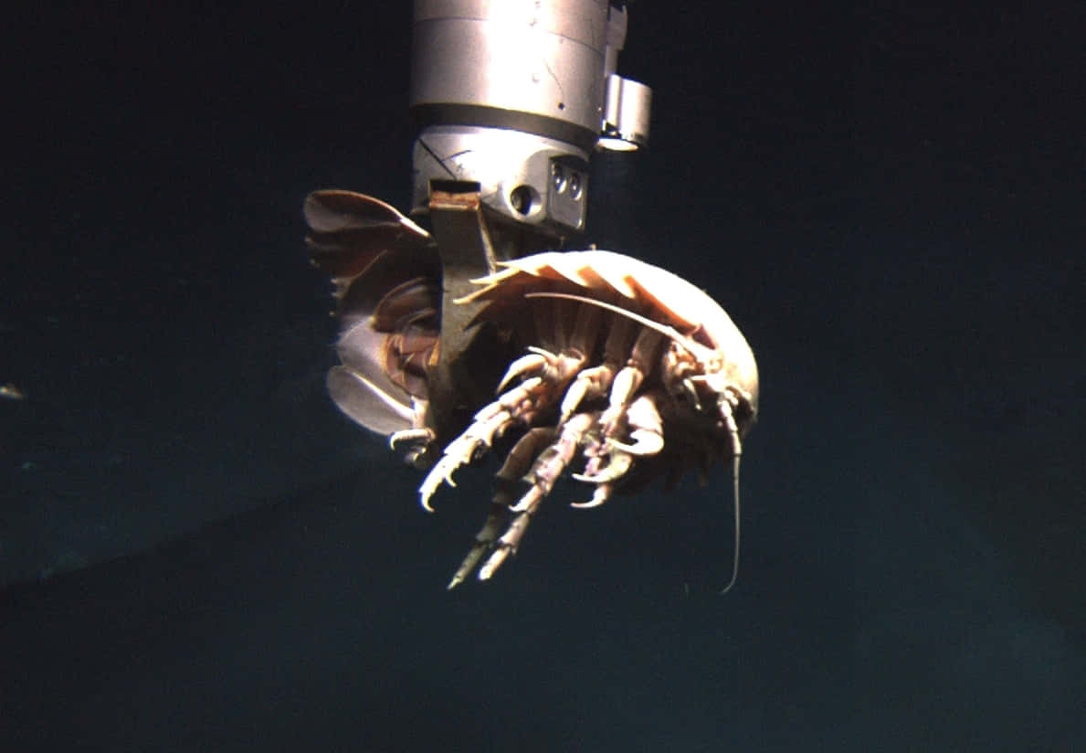An Enigmatic Aquatic Creature - The Giant Isopod Wallpaper