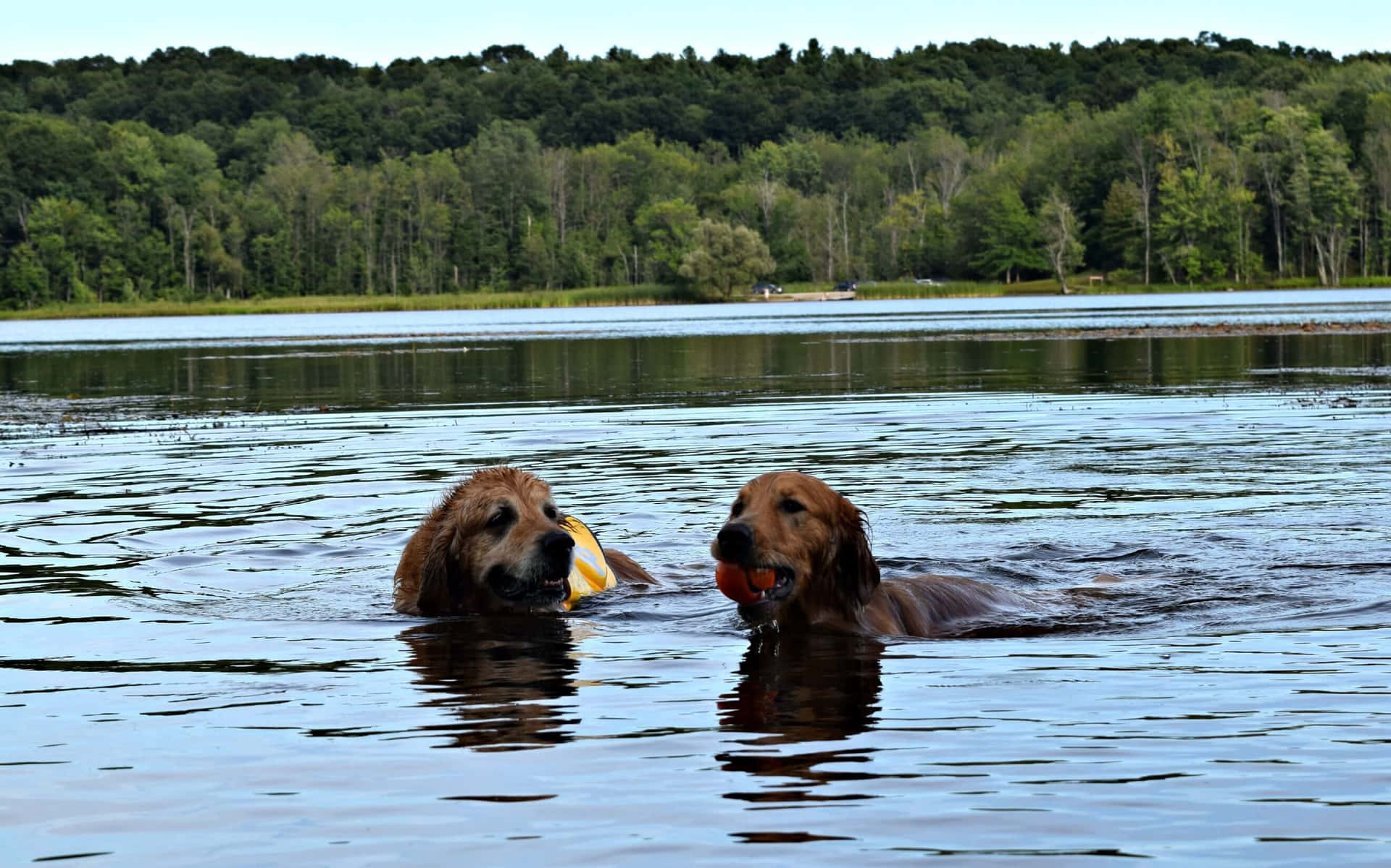 An Enthusiastic Canine Plunge: Dog Enjoying A Swim Wallpaper