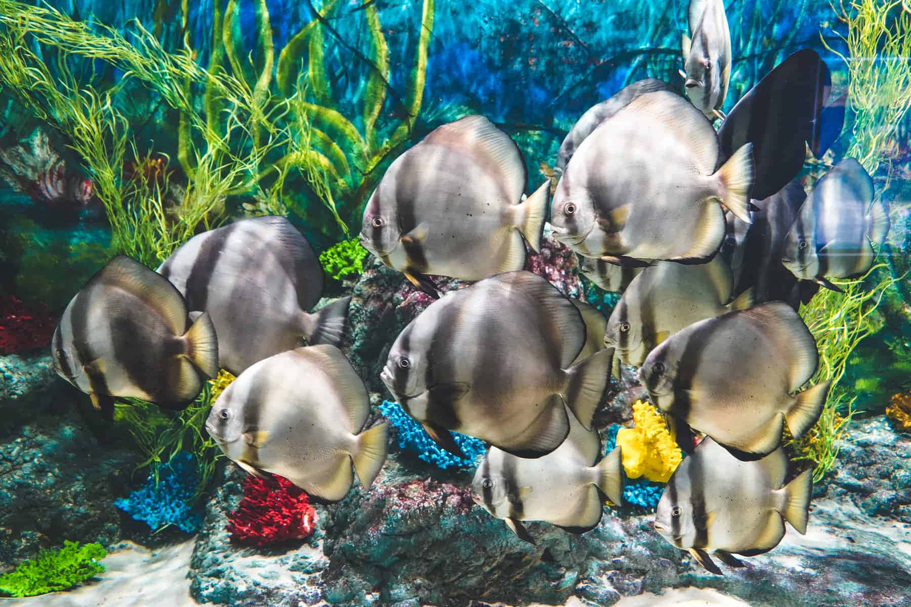 An Exotic Batfish Showcasing Its Beauty Underwater Wallpaper