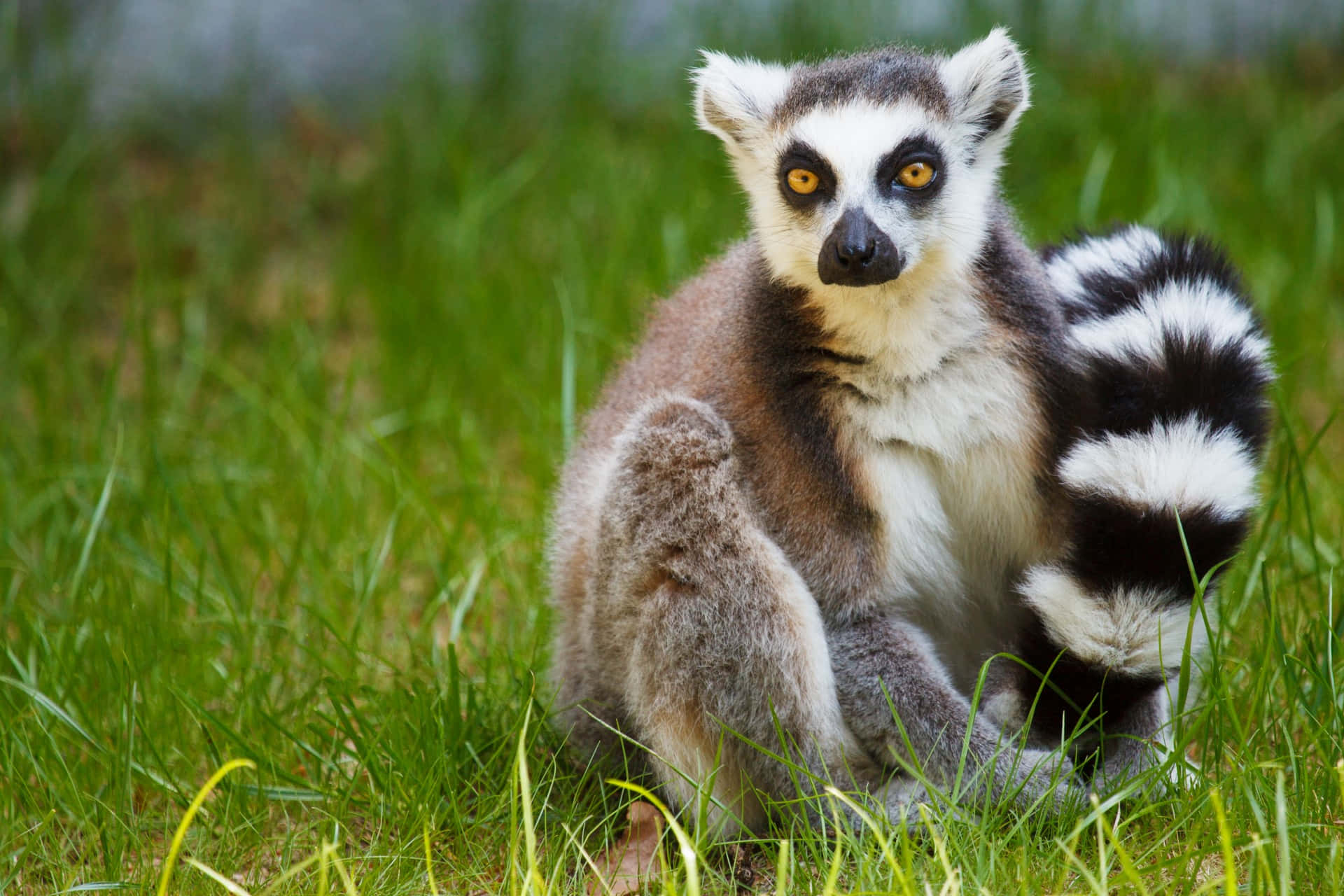 An Exotic Madagascar Lemur Perching In Lush Greenery Wallpaper