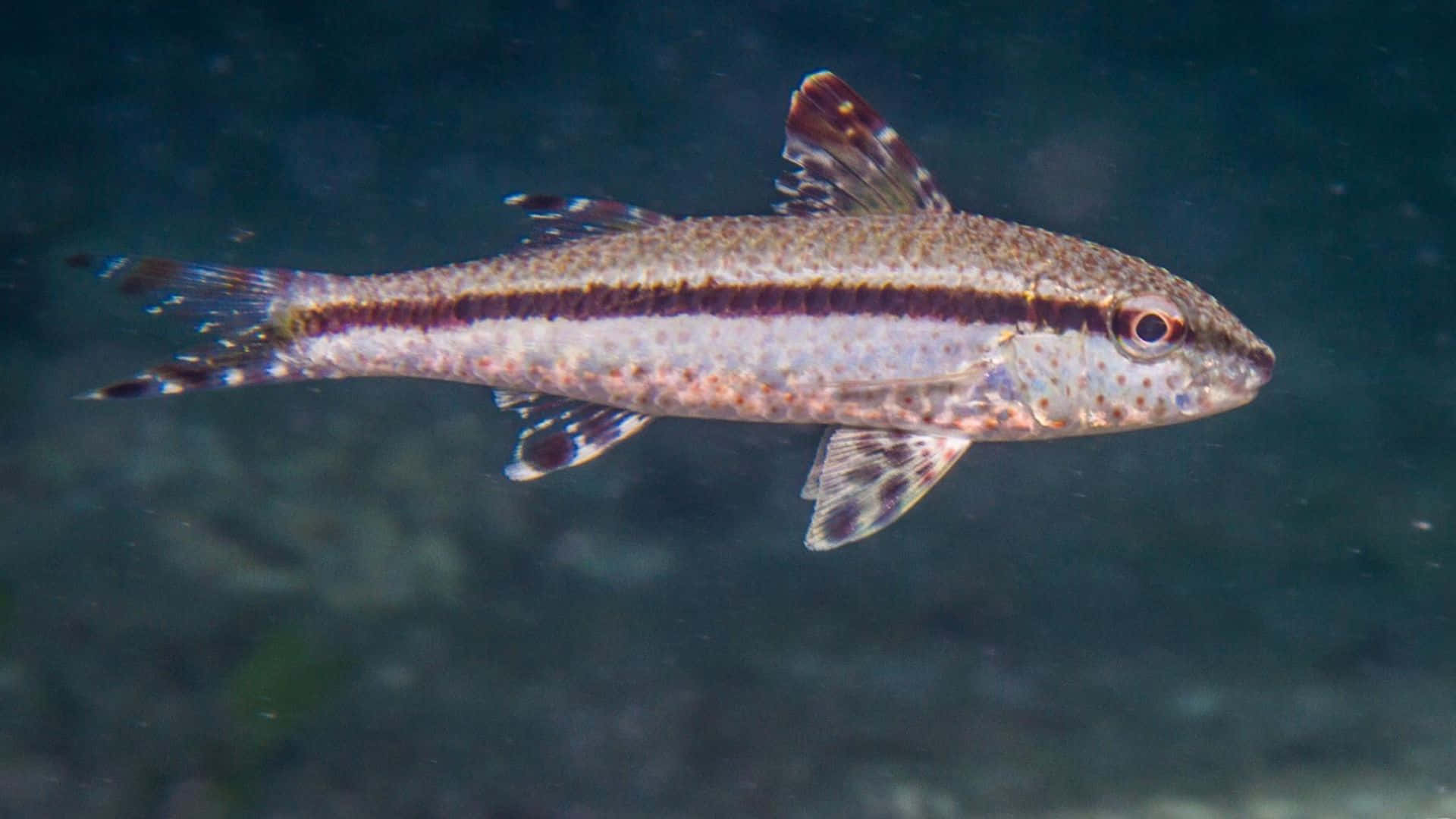 An Exquisite Goatfish Navigating The Vibrant Marine Life Wallpaper