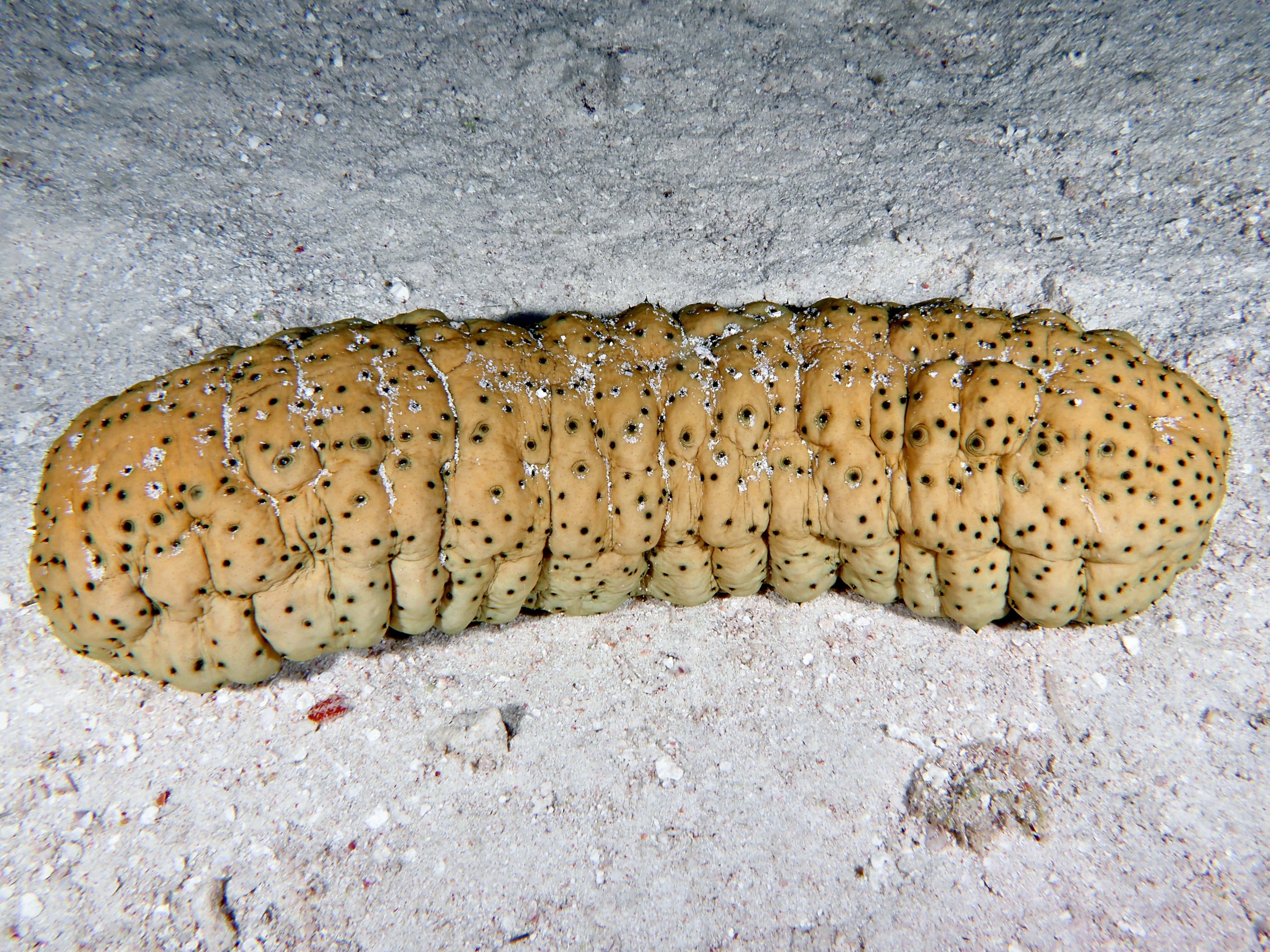 An Exquisite Sea Cucumber In Its Natural Habitat Wallpaper