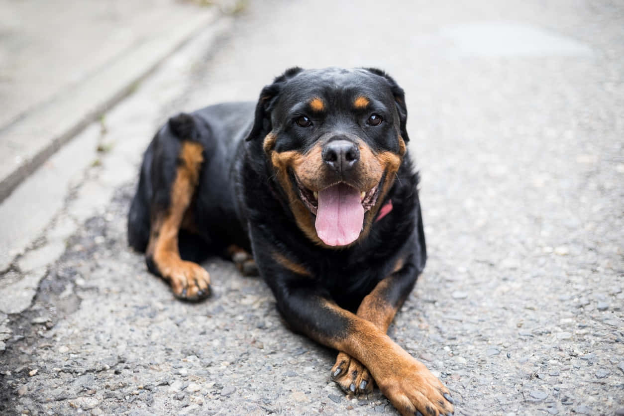 Een Intelligente Hond Die Zijn Indrukwekkende Focus Toont Achtergrond