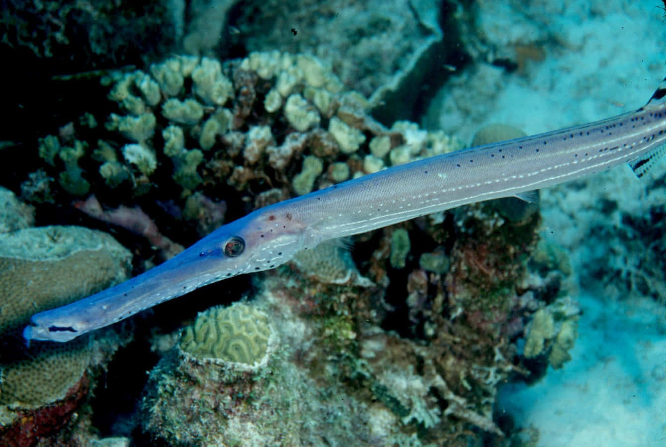 An Interactive Encounter With A Trumpetfish Wallpaper