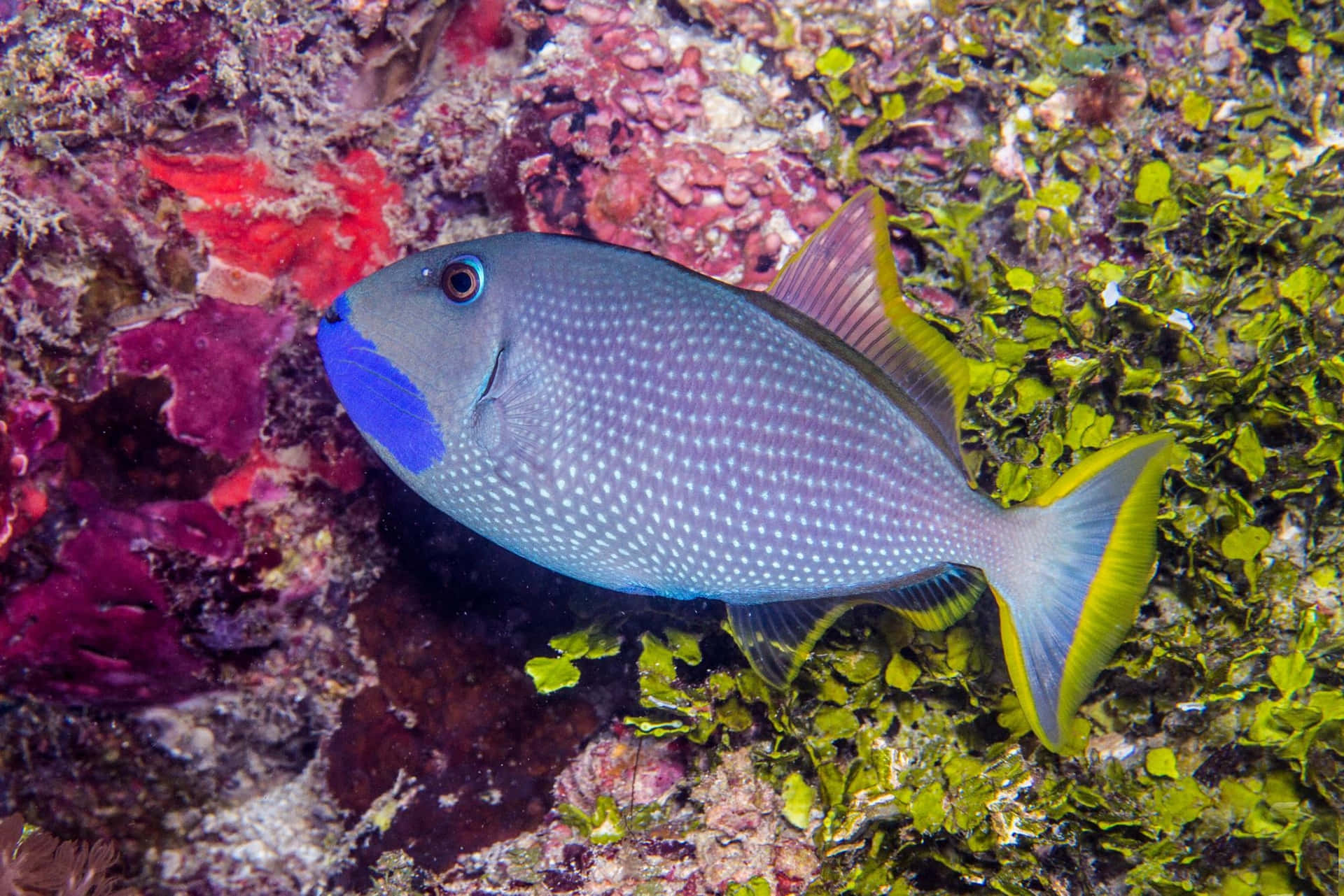 An Intriguing Triggerfish Navigating Through Colorful Coral Reefs Wallpaper