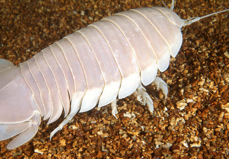 An Isopod In Its Natural Habitat Wallpaper