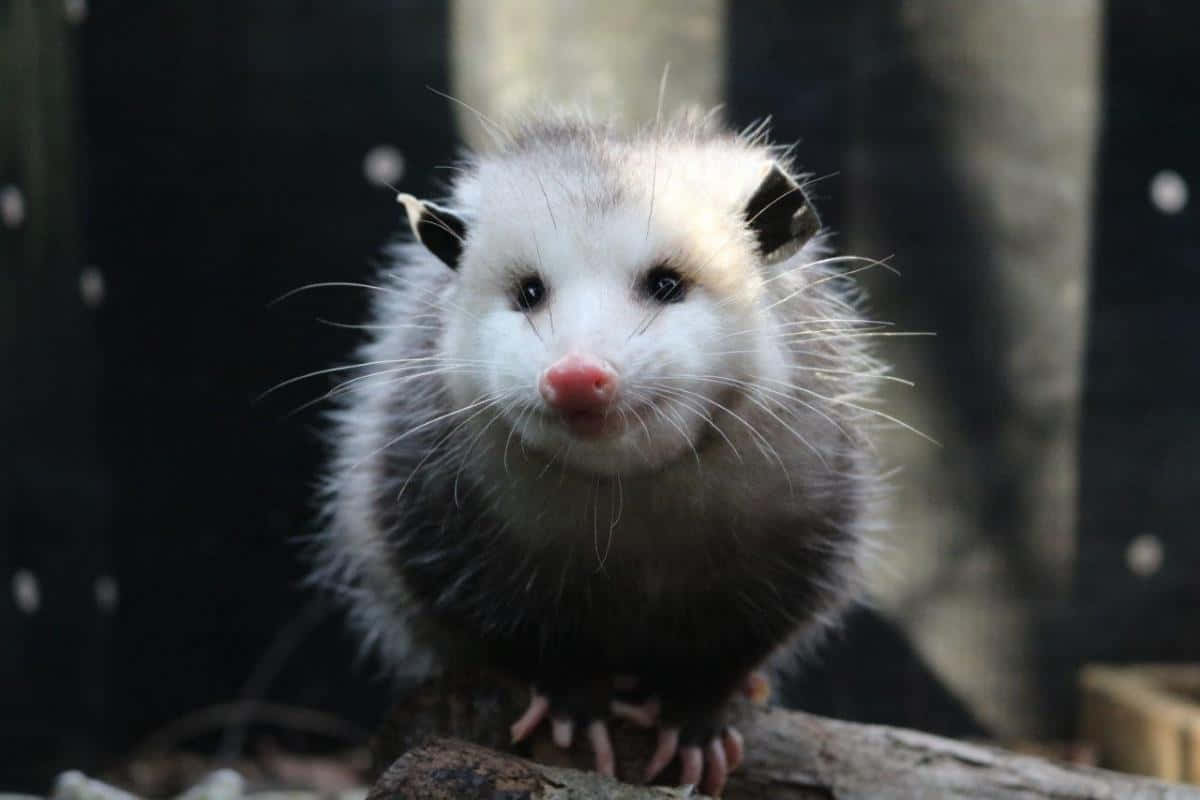 An Opossum Majestically Roaming In The Wilderness Wallpaper