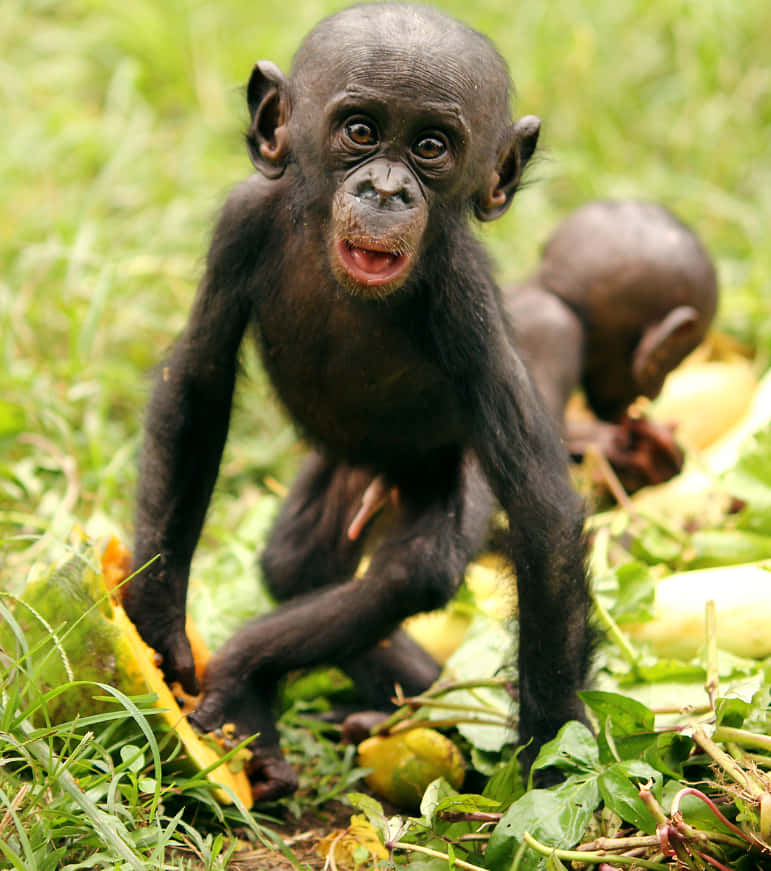 An Splendid Interaction - Bonobo In Natural Habitat Wallpaper