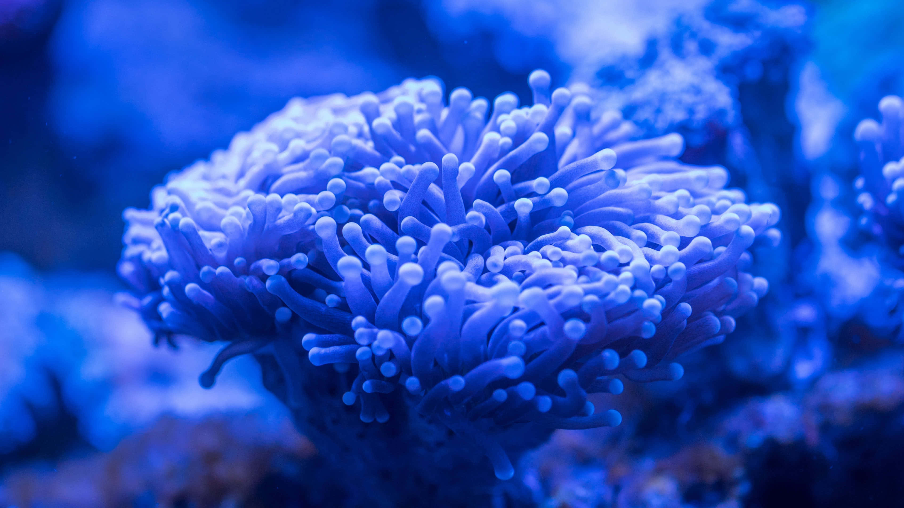 "an Up-close Encounter With Underwater Wonders: A Vibrant 4k View" Wallpaper