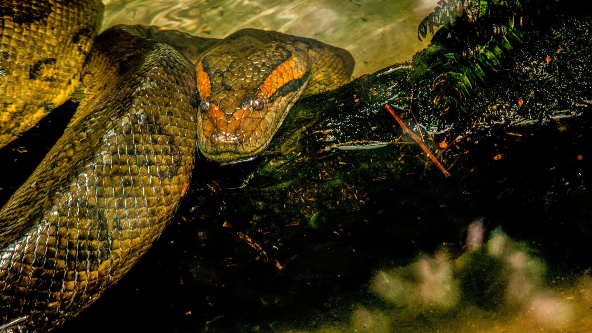 Anaconda Lurkingin Water Wallpaper