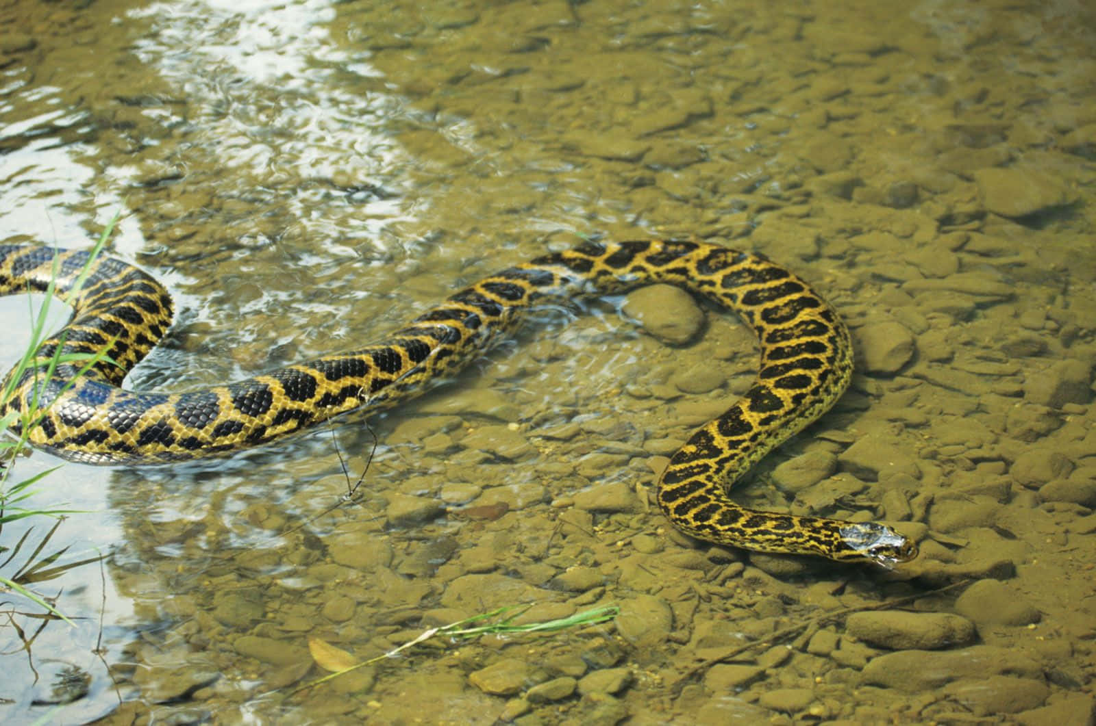 Anaconda Swimming In River.jpg Wallpaper