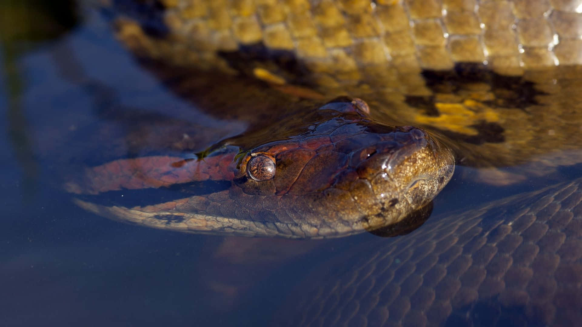 Anaconda Swimmingin Water Wallpaper