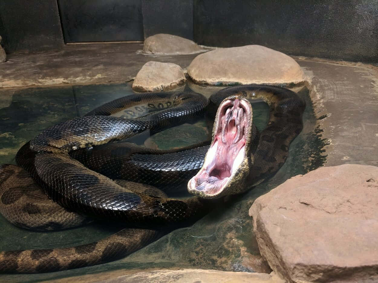Anaconda Threatening Display Wallpaper