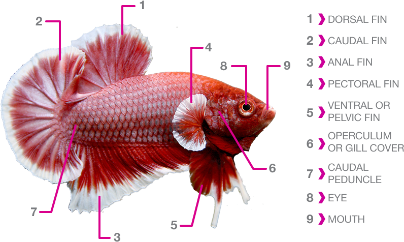 Anatomical Chartof Betta Fish PNG