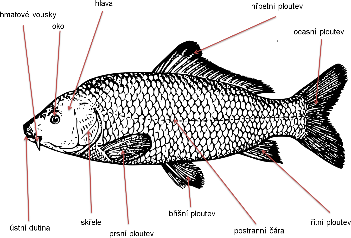 Anatomical Diagramof Carp PNG
