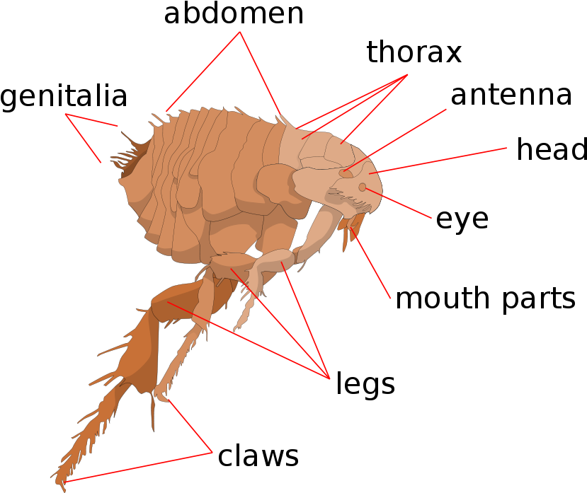 Anatomical Diagramofa Flea PNG