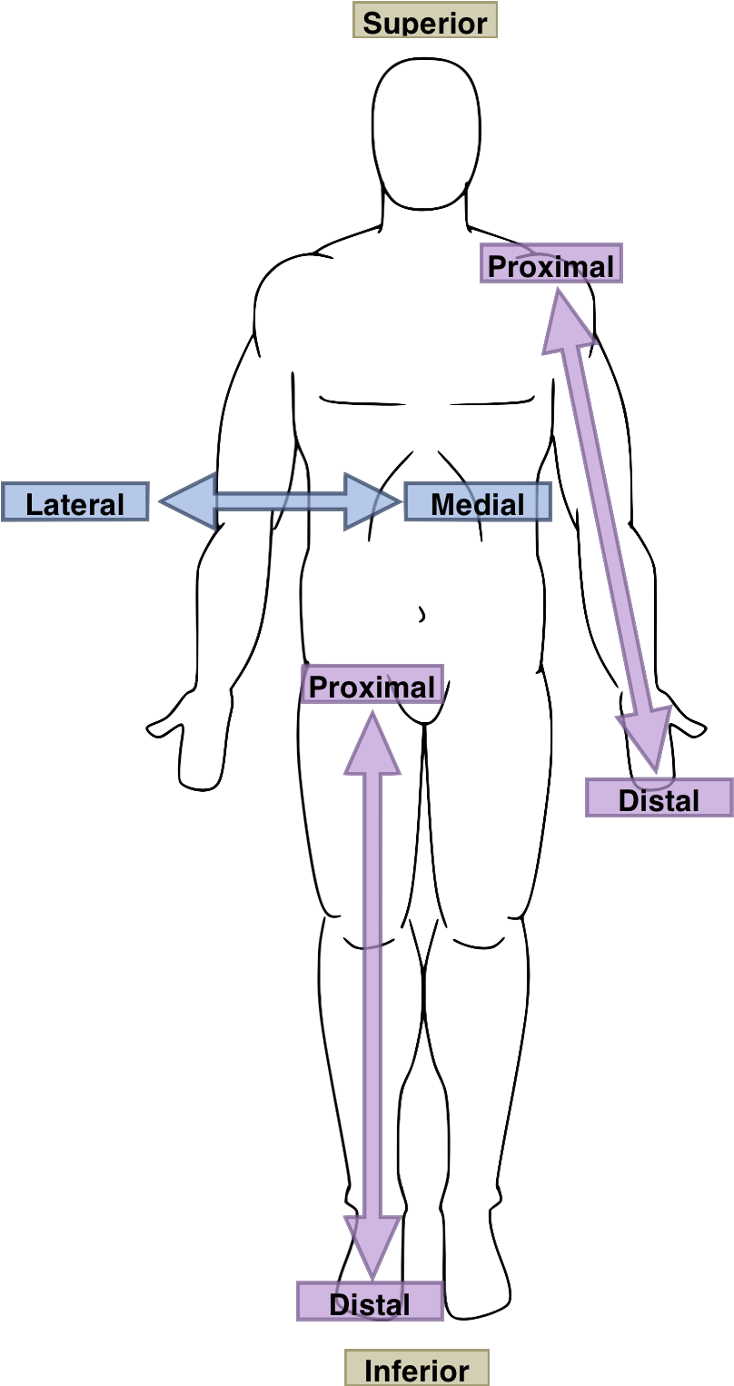 Anatomical Directions Human Body PNG