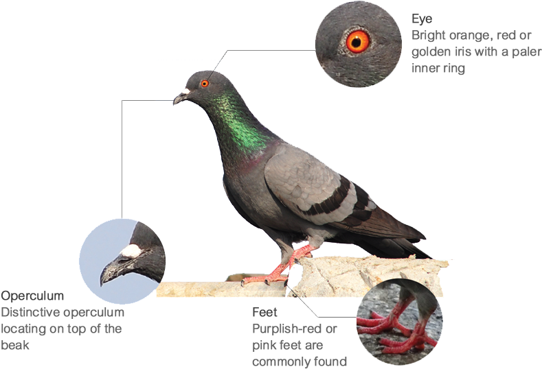 Anatomical Featuresof Pigeon PNG