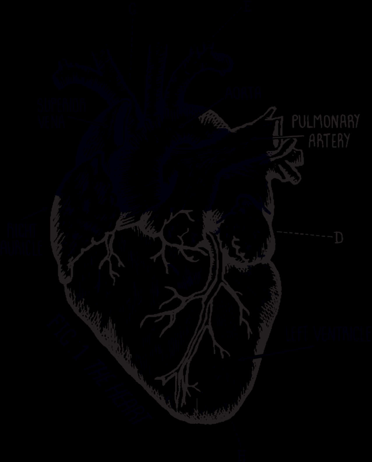 Anatomical Heart Diagram Tattoo Design PNG