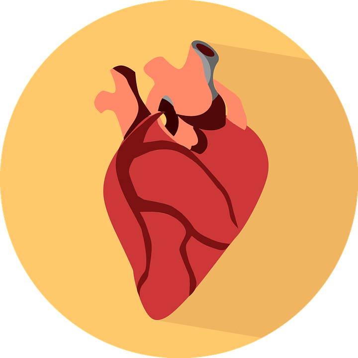 Anatomical Heart Icon PNG