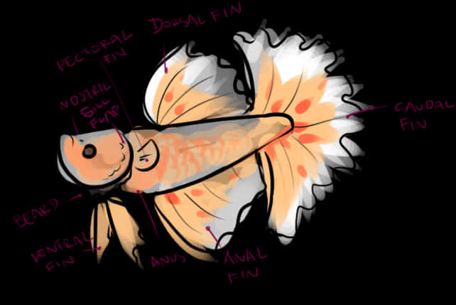 Anatomical Illustrationof Betta Fish PNG