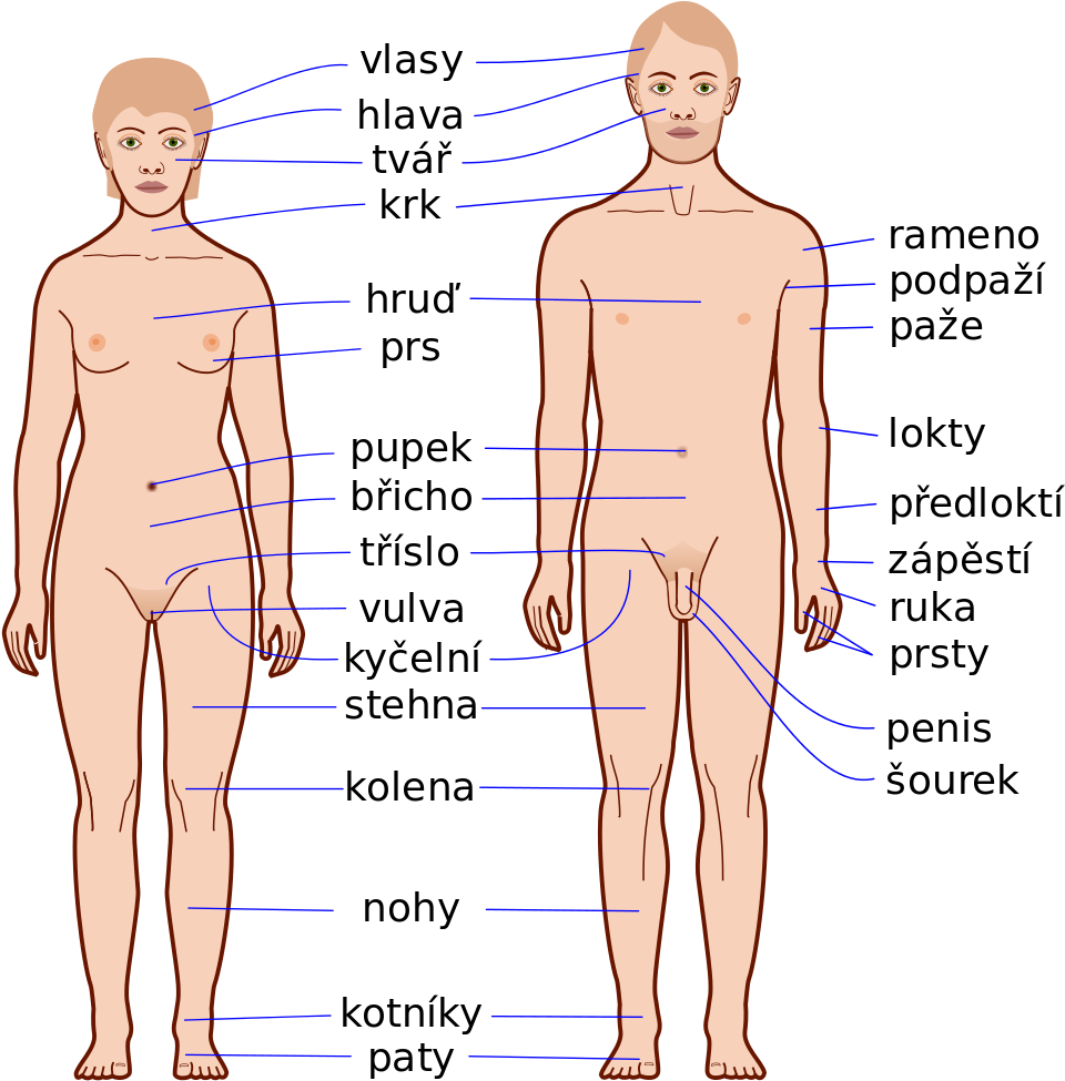 Anatomical Labelsin Czech Language PNG