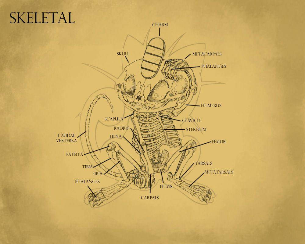 Anatomisk Skelet Meowth ser ud fra alle vinkler. Wallpaper