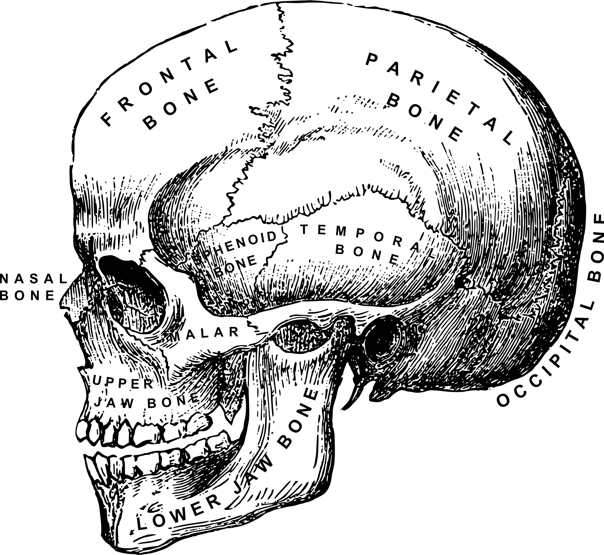 Anatomical Skull Drawing PNG