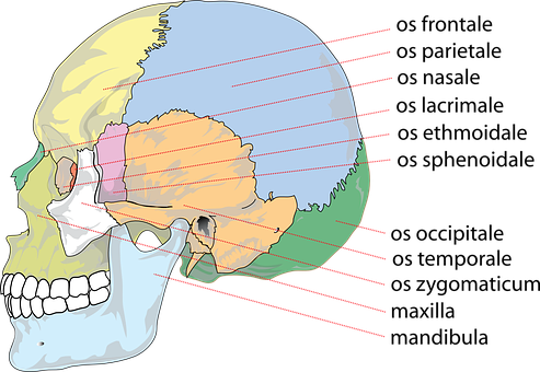 Anatomical Skull Illustrationwith Force Lines PNG
