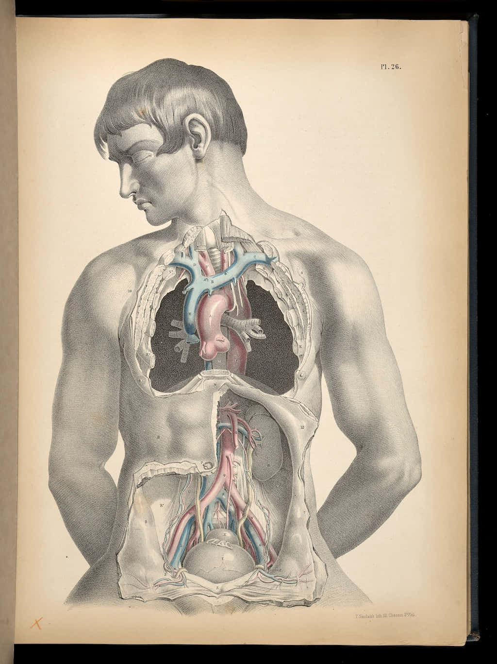 A Medical Illustration Of A Man's Chest